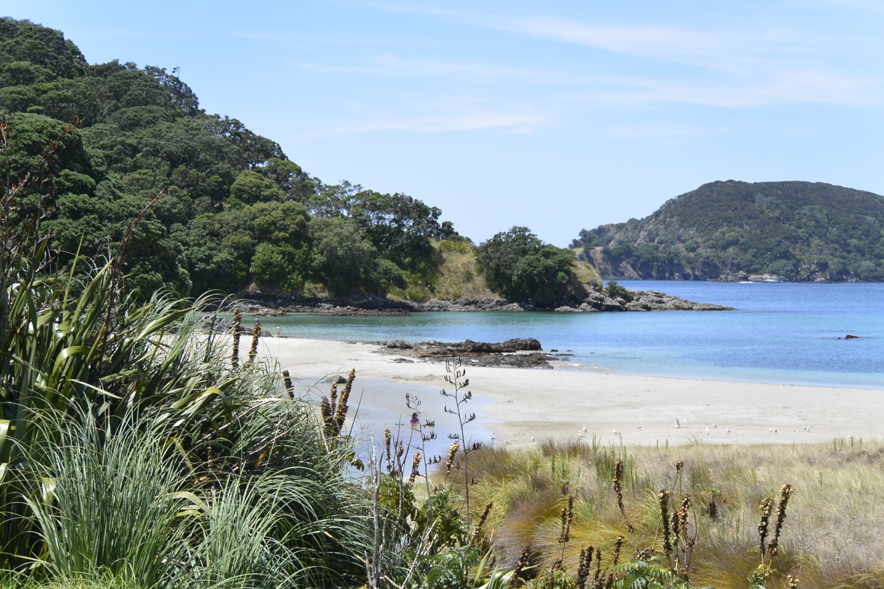 New Zealand island bay and pale sand